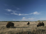 Bison Graze on a Field Set against a Blue Sky with Wispy Clouds Photographic Print