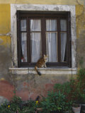 A Cat Sitting on an Exterior Window Sill in Tournus Photographic Print by Todd Gipstein