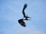 An American Bald Eagle Makes a Sharp Turn in Mid-Air Photographie