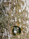 A squirrel peers out of a hole in a pine tree Lámina fotográfica