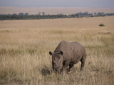 A White Rhinoceros on a Savanna Photographie