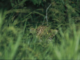 A Jaguar Peeks out from the Foliage Photographic Print