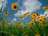 Wild Sunflowers in a Field Fotografisk tryk af Joel Sartore Wild Sunflowers in a Field Fotografisk tryk af Joel Sartore