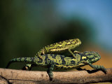 Lizards Photographic Print by Beverly Joubert