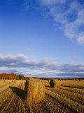 Golden Rolls of Hay in a Field under a Clouded Blue Sky Photographic Print by Mattias Klum