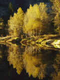Autumn Trees Reflected in the Merced River Photographic Print by Marc Moritsch