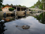 American alligator near docked outboard motorboats Lámina fotográfica American alligator near docked outboard motorboats Lámina fotográfica