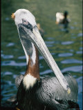 A Brown Pelican Poses for the Camera Photographic Print by Vlad Kharitonov