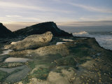 A Pacific Harbor Seal Rests on the Beach Photographic Print by Roy Toft