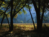 Black Oak Trees Near a Meadow in Yosemite National Park Photographic Print