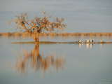 Pelicans Congregate Along a Thin Strip of Land Photographic Print