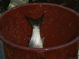 A Silvery Fish Lies in a Bright Red Bucket Photographie