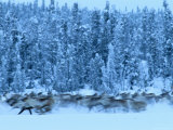A Herd of Barren-Ground Caribou Runs Past a Snow-Covered Boreal Forest Photographic Print