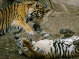 Two Tigers Play Together at the National Zoo Photographie