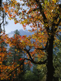 A Black Oak Tree (Quercus Kelloggii) in Yosemite Valley Photographic Print by Marc Moritsch