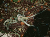 An Octopus Lies Tangled in Nets Aboard a Fishermans Boat Photographie