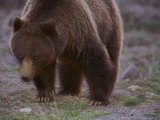 Grizzly Photographie