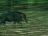 A Peccary Sprints Through the Forest Photographic Print