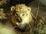 Close View of a Lion Cub Photographic Print