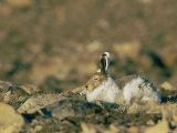 Arctic hare showing changing seasonal colors Lámina fotográfica Arctic hare showing changing seasonal colors Lámina fotográfica