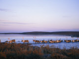 Barren-Ground Caribou Swim Across a River During Their Annual Migration Photographic Print