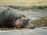 Hippopotamus Drinking in a Marsh Near Several African Jacanas Photographic Print