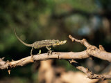 Chameleon on a Tree Limb Photographic Print by Beverly Joubert