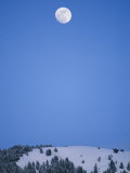 A Winter View of Fir Trees on a Mountainside Photographie
