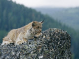 A Captive Female Lynx and Her Tiny Cub Survey the Surrounding Countryside Photographic Print by Norbert Rosing