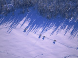 An Aerial View of Barren-Ground Caribou Walking Through a Clearing in the Forest Photographic Print