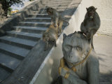 A Pair of Monkeys Mate on a Stairway as Another Eats Atop a Statue Photographie