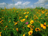 A Field of Wildflowers Photographic Print by Joel Sartore
