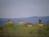 Several Impalas Stand Alertly on the Veldt Photographic Print