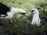 A Mating Pair of Albatrosses Photographic Print by William Allen