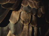 A Close View of an American Bald Eagles Feathers Lámina fotográfica por Paul Nicklen