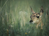The head of a pronghorn fawn Lámina fotográfica