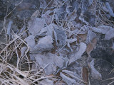 Frost-Covered Leaves Litter the Ground Photographic Print by Roy Gumpel