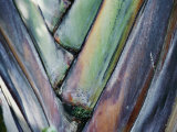 A Close-up of a Palm Frond Photographie par Vlad Kharitonov