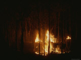 A Fire Blazes at Night Behind a Line of Tree Trunks Photographie