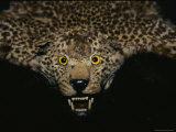 The Head of a Leopard Skin Rug Photographic Print by Todd Gipstein