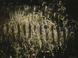 A Sunlit Patch of Overgrown Grass Overwhelms a Wooden Fence Photographie