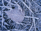 A Leaf and the Grass it Lies on Covered with a Heavy Frost Photographie
