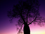 Silhouetted Baobab Tree Near Jandowae Photographic Print by Medford Taylor