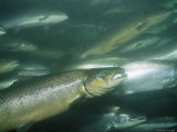 A School of Salmon Swim Past the Camera Photographie