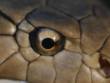 An Eye-To-Eye View of a King Cobra Showing its Olfactory Pit Photographic Print by Mattias Klum