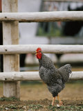 A Rooster Crowing by a Fence Photographic Print by Dugald Bremner Studio