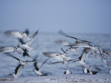 A Flock of Black Skimmer Birds on the Shore of Sanibel Island Photographie par Norbert Rosing