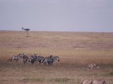 Common Zebras and Thomsons Gazelles Graze a Savanna Photographie