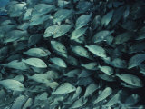 A School of Grunts Photographie