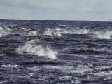 A School of Porpoises Jump over the Surface of the Ocean Photographic Print
